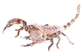 Thumbnail for version as of 15:42, 26 January 2012